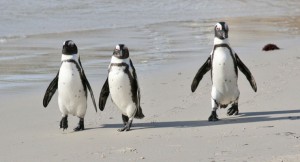 African Penguins